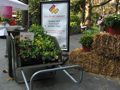 Fall Plant Market