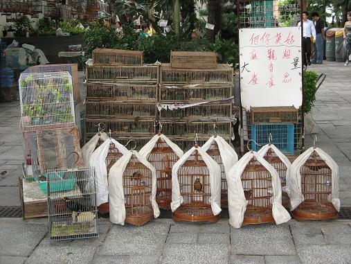 Bird Market