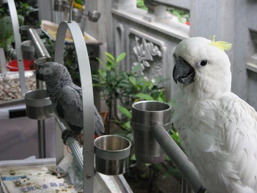 Bird Market