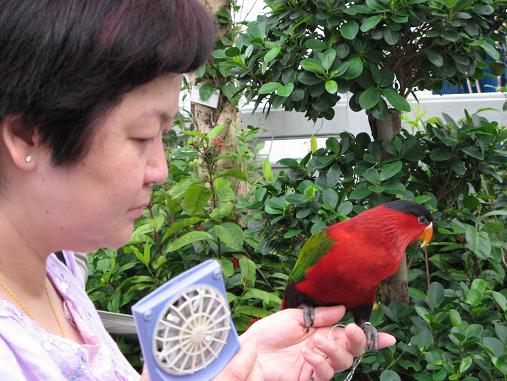Bird Market
