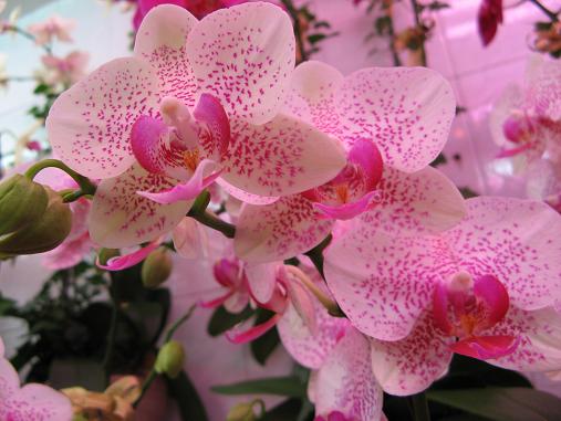Orchids