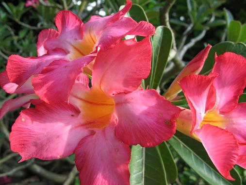 Hibiscus