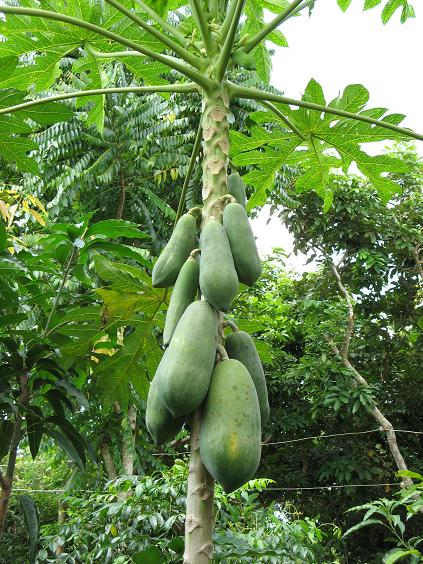 Papayas