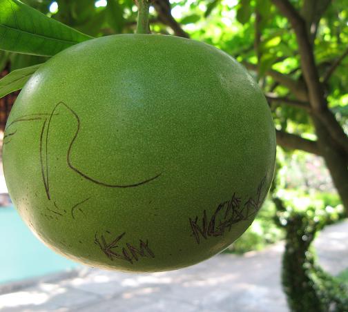Pomelo