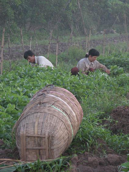 Rice paddy