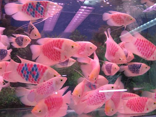 Colored fish