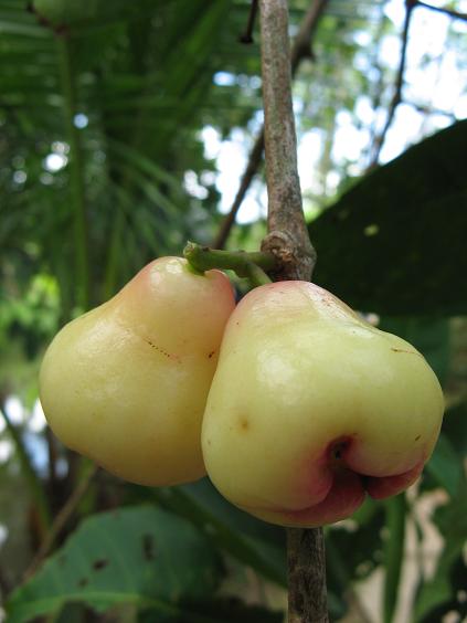 Water Apples