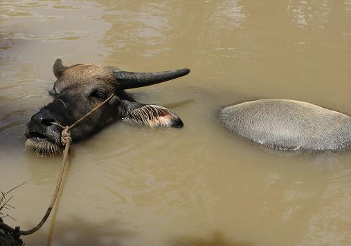 Water Buffalo
