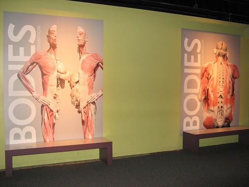 Bodies