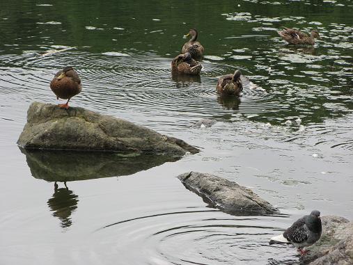 Harlem Meer Ducks