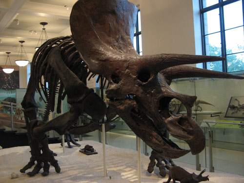 Skeleton