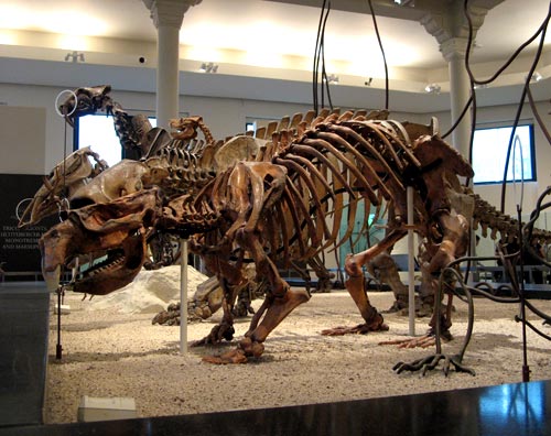 Skeleton