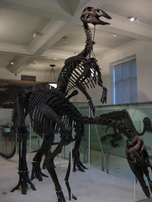 Skeleton
