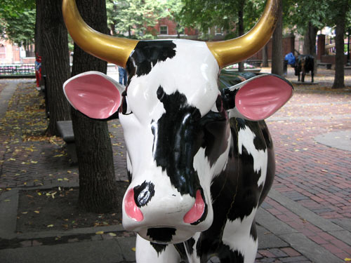 Cows