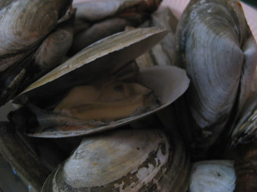 Steamers