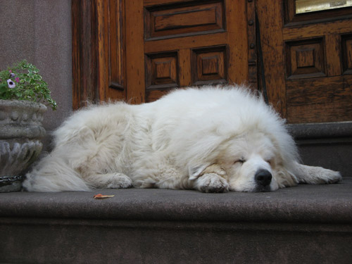 West Village Dog