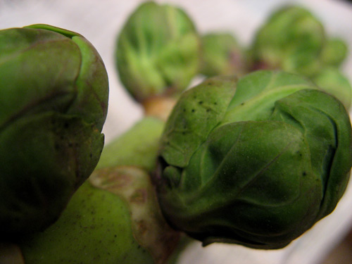Brussel Sprouts