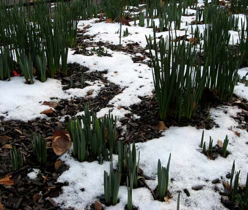 Central Park First Snow