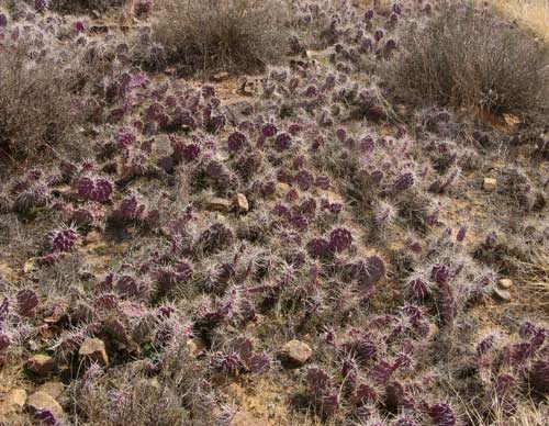 Plateau Cacti