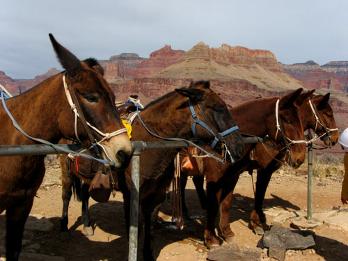 Plateau Mules