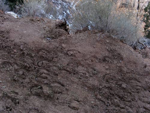 Mule Tracks