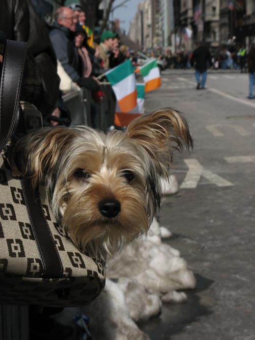 St Pats Parade