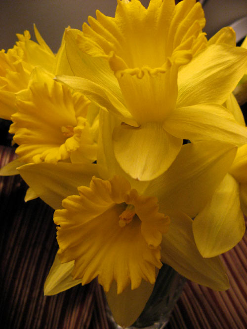 Daffodils