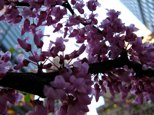 Downtown flowers