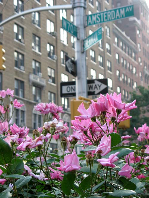 Sherman Square