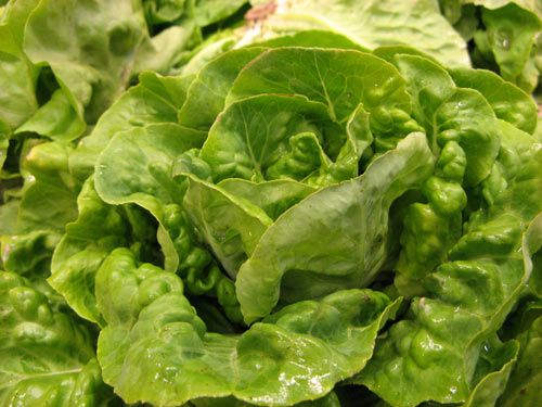 Buttercrunch lettuce