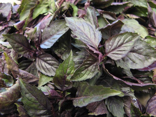 Opal basil