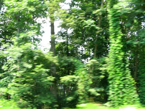 Kudzu