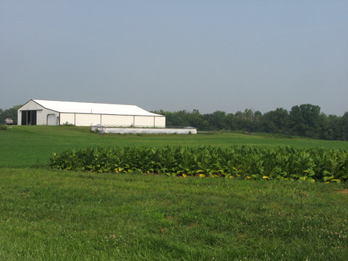 KY tobacco