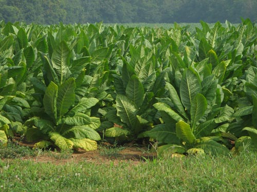 KY tobacco
