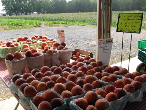 Lancaster peaches