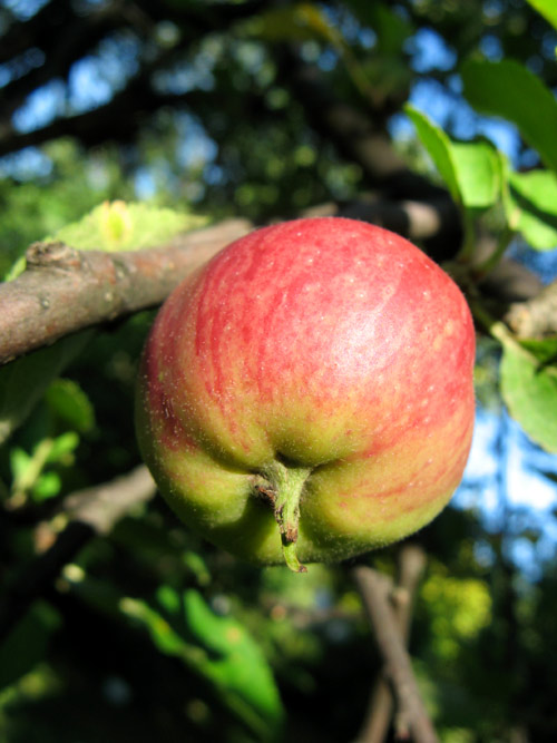 Croton apple
