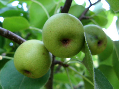 Croton pears