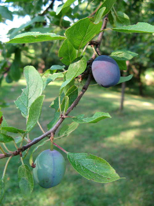 Croton plums