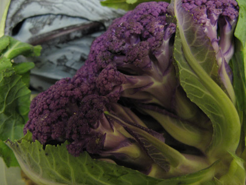 Purple cauliflower