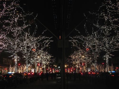 Columbus Avenue trees