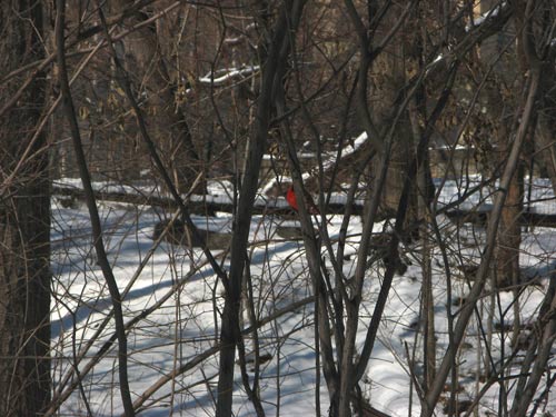 Cardinal