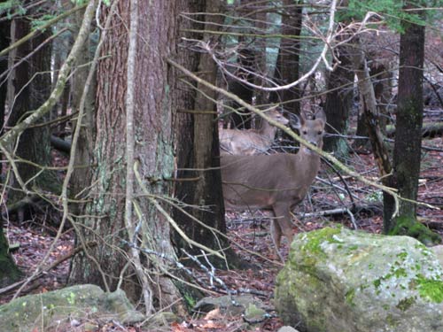 Deer