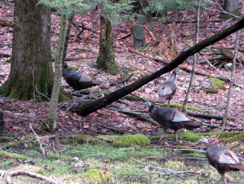 Wild turkeys